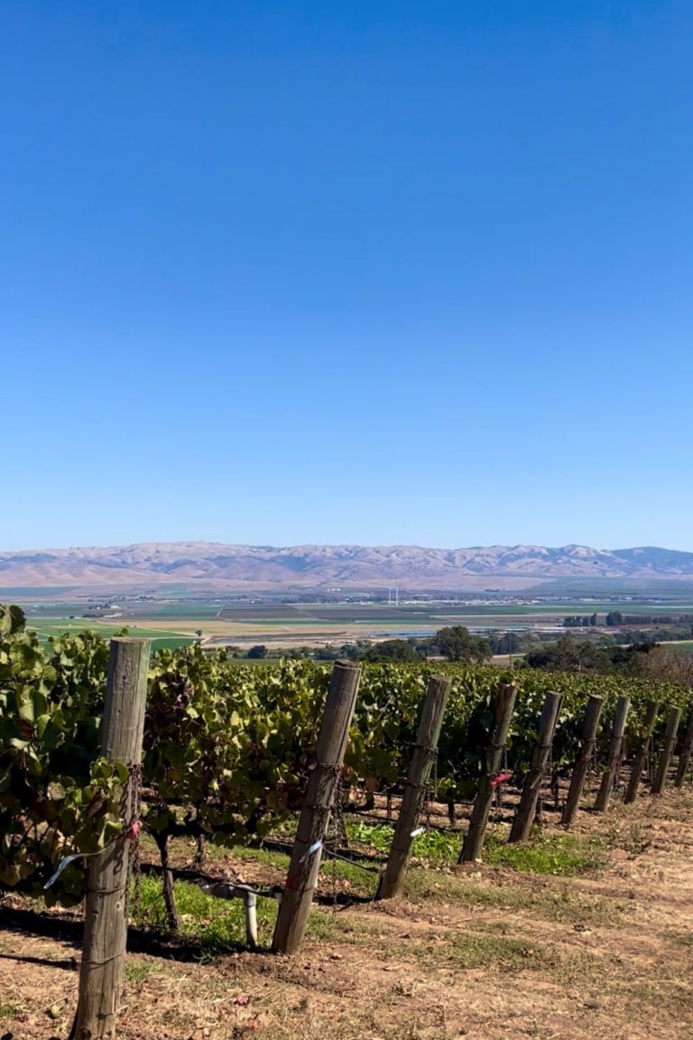 morgan-vineyard-santa-lucia-highlands