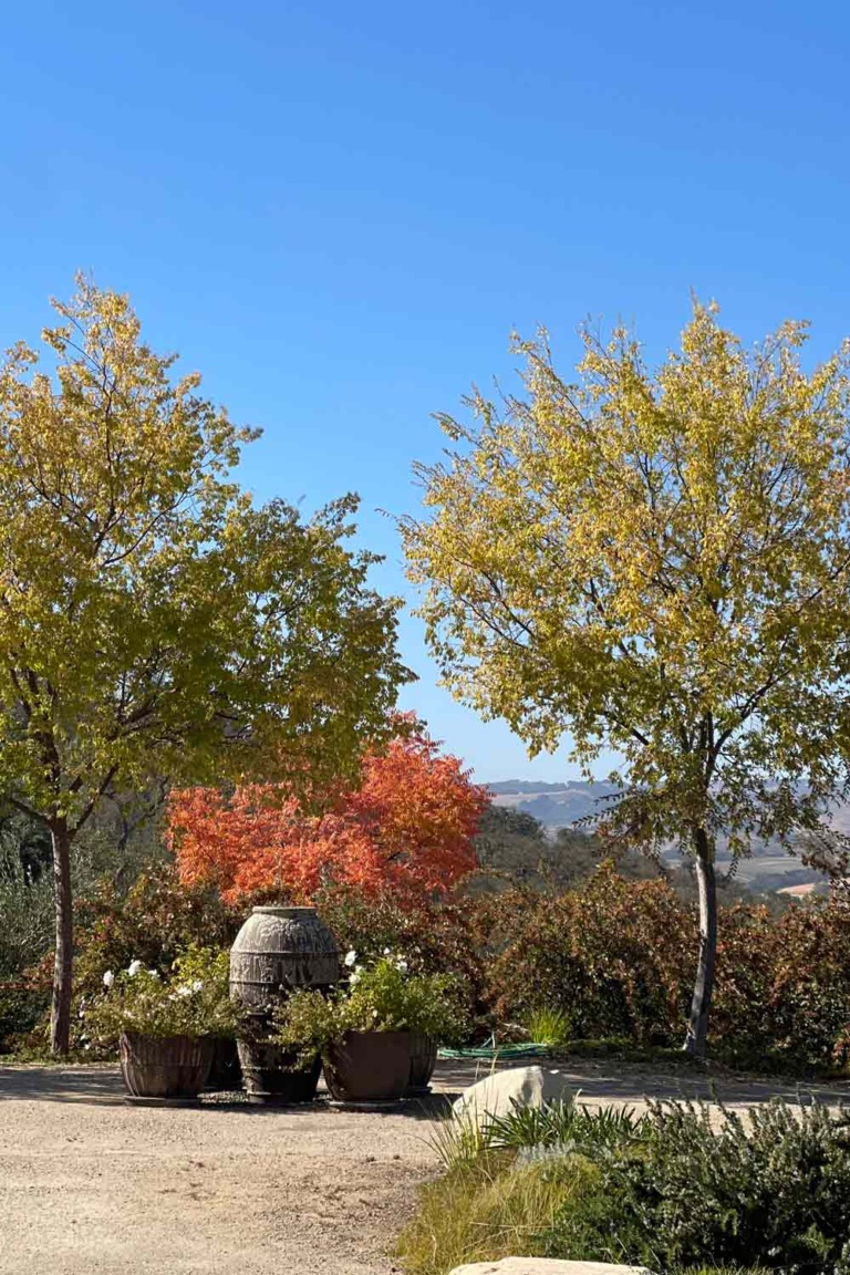 fall foliage and fountain