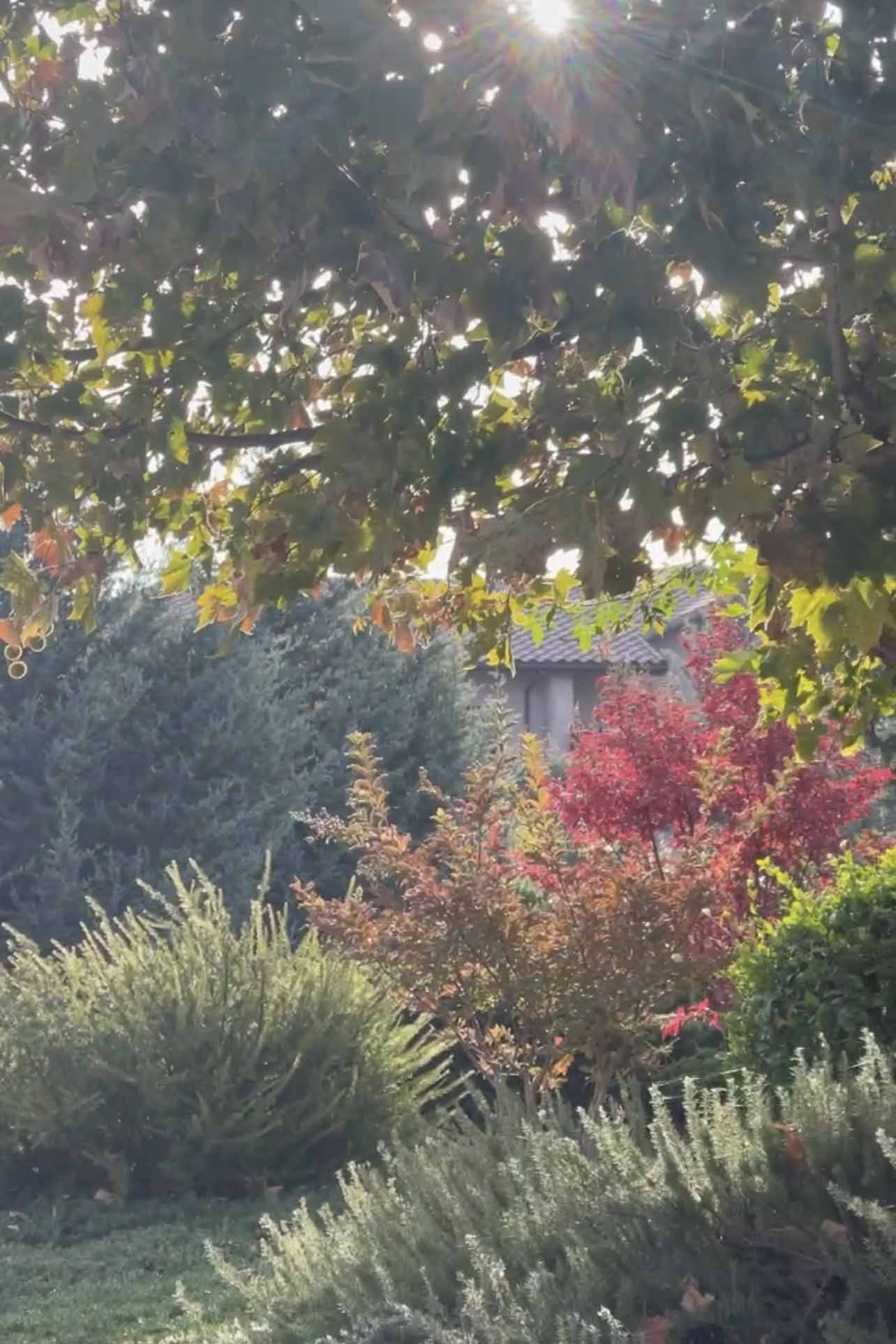 fall colors in cindy hattersley's garden