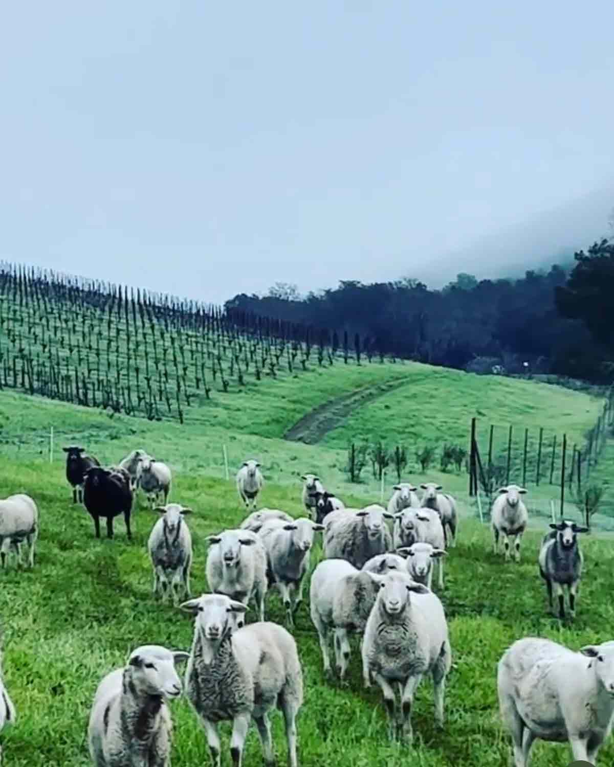 sheep on the maha estate paso robles