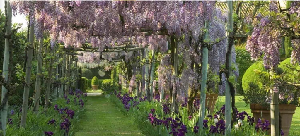 Les Confines-Wisteria
