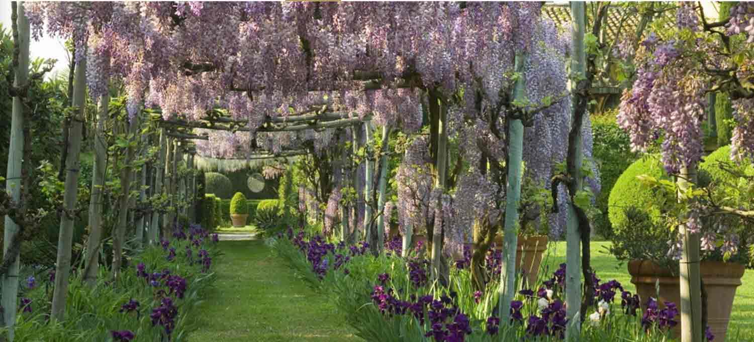 Les Confines-Wisteria