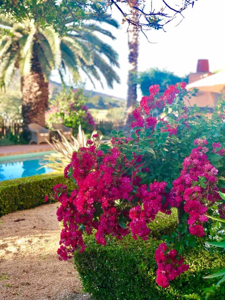 STANDARD RED FAIRY ROSE WITH POOL IN BACKGROUND