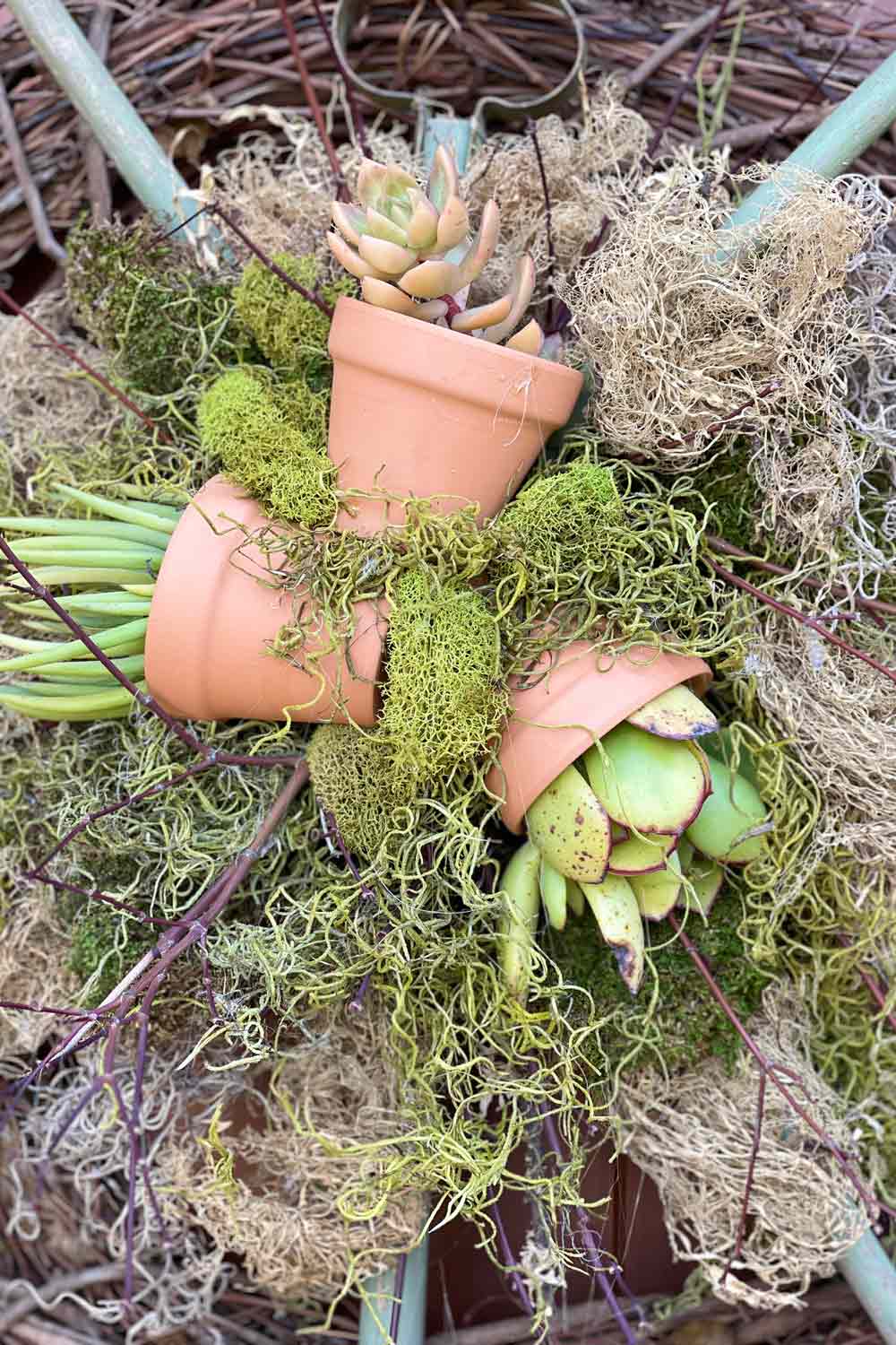 closeup of wreath design clay pot succulents and moss