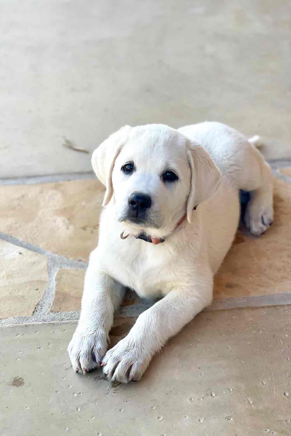 9 week old yellow lab puppy-Scout