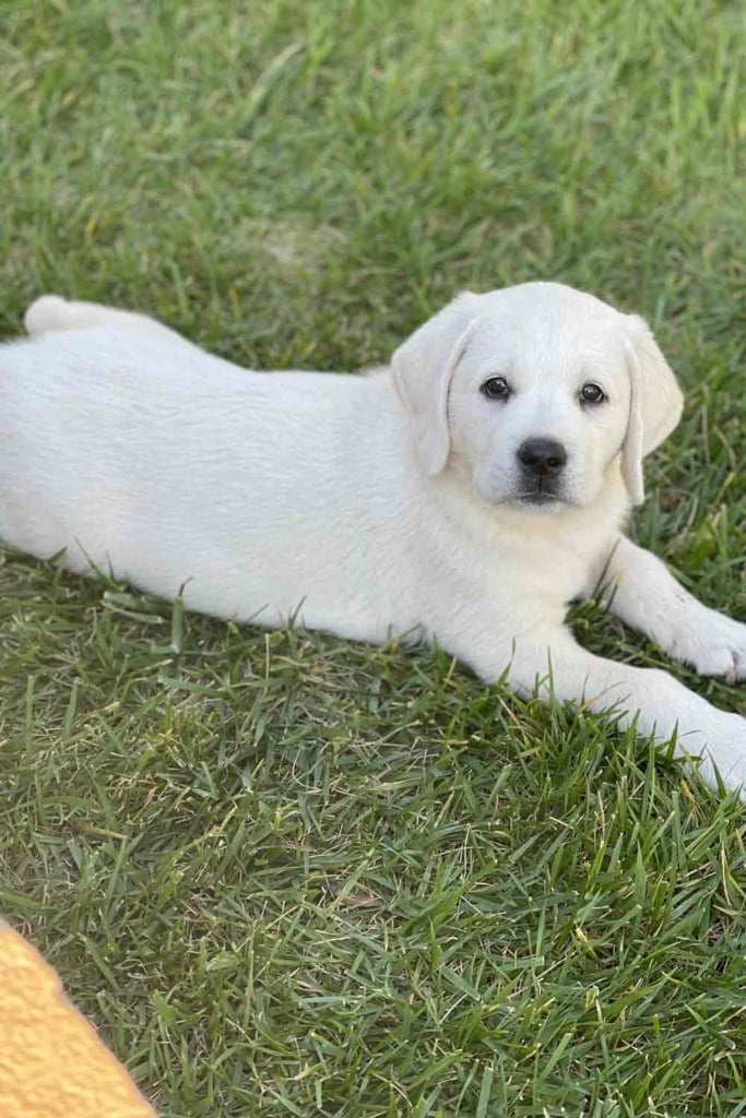 White lab Scout Cindy Hattersley's 9  week year old pup