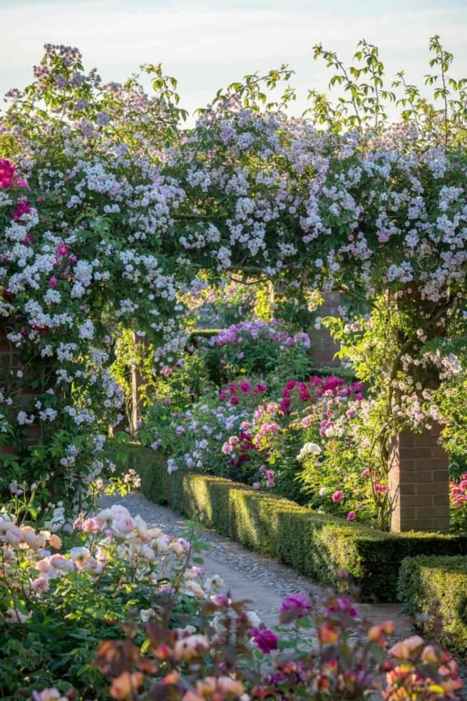 David Austin Rose arbor | What do Beach Houses, Rose Gardens, and a Puppy Have in Common