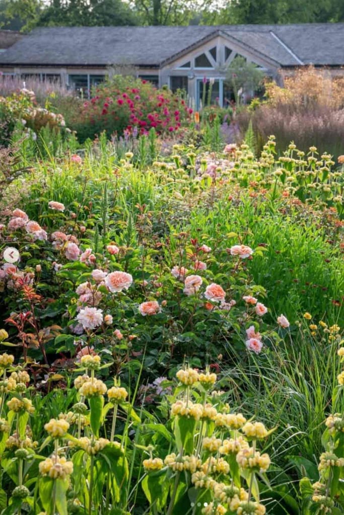 david austin rose garden with building in background