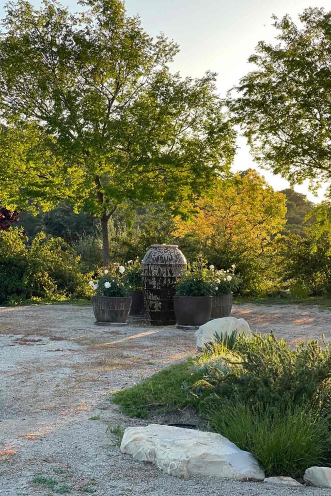 Fountain with potted iceburg roses