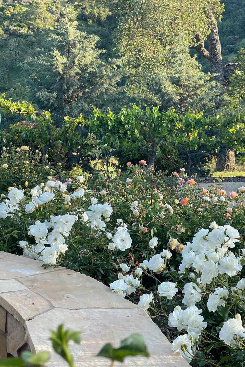 Iceberg  Rose hedge