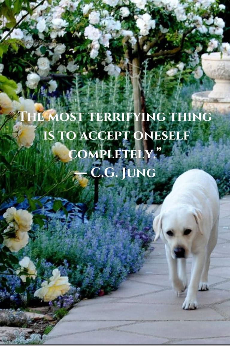 positive aging quote labrador in garden