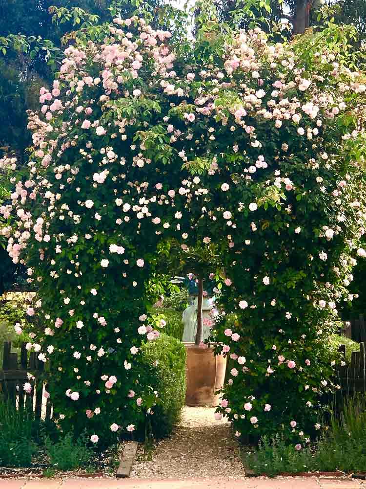 Cecile Brunner Rose Arbor Cindy Hattersley garden