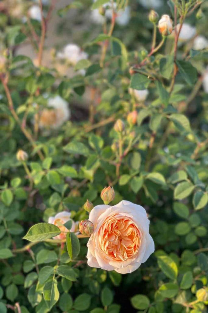 teasing georgia rose