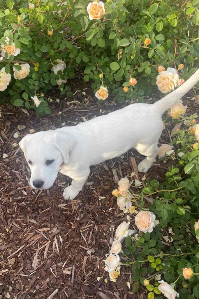 yellow lab puppy teasing george roses