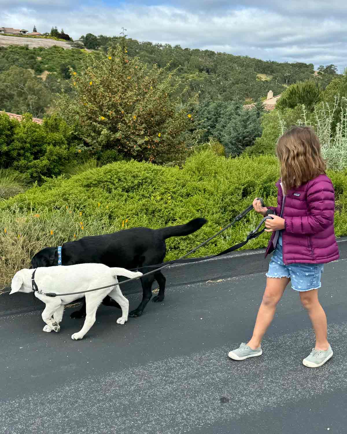 Summer with Deuce and Scout