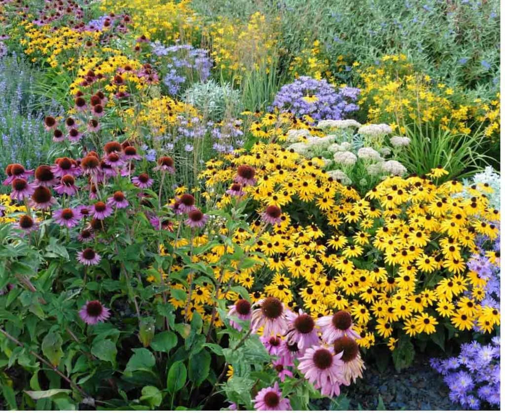 house and garden perennials to cut back in spring