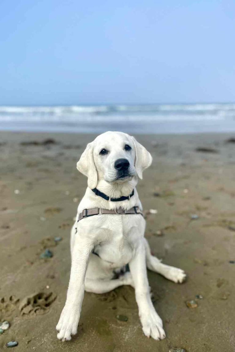 yellow lab puppy scout at the beach