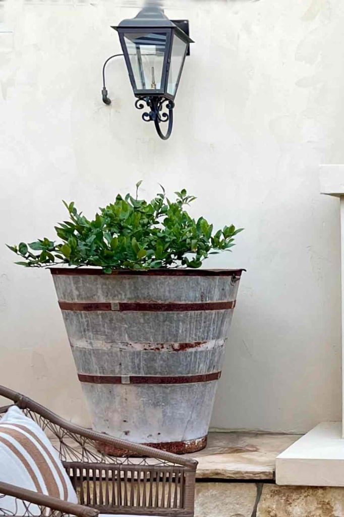 Vintage Galvanized Planter with lemon tree