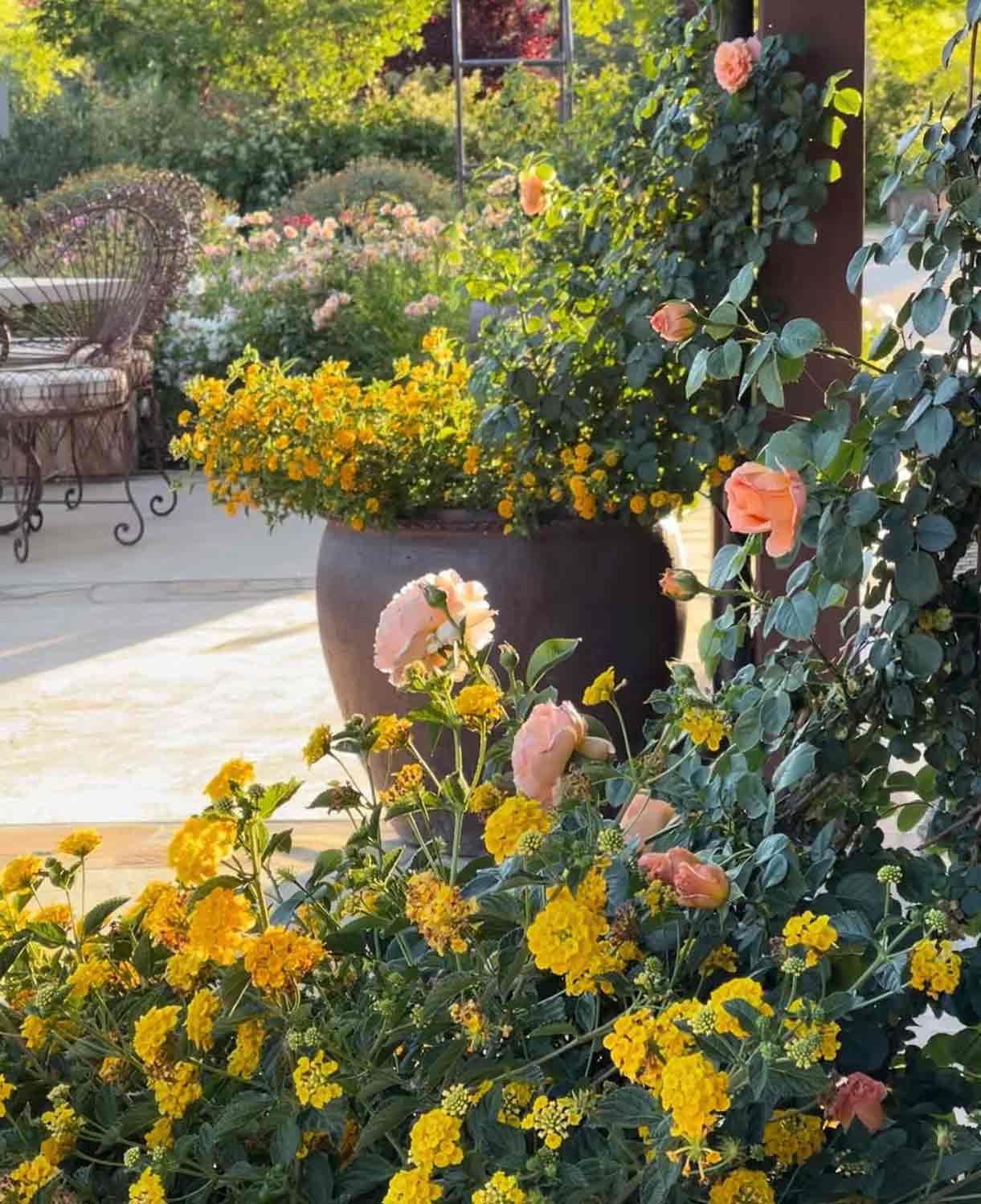 cindy hattersley's roses