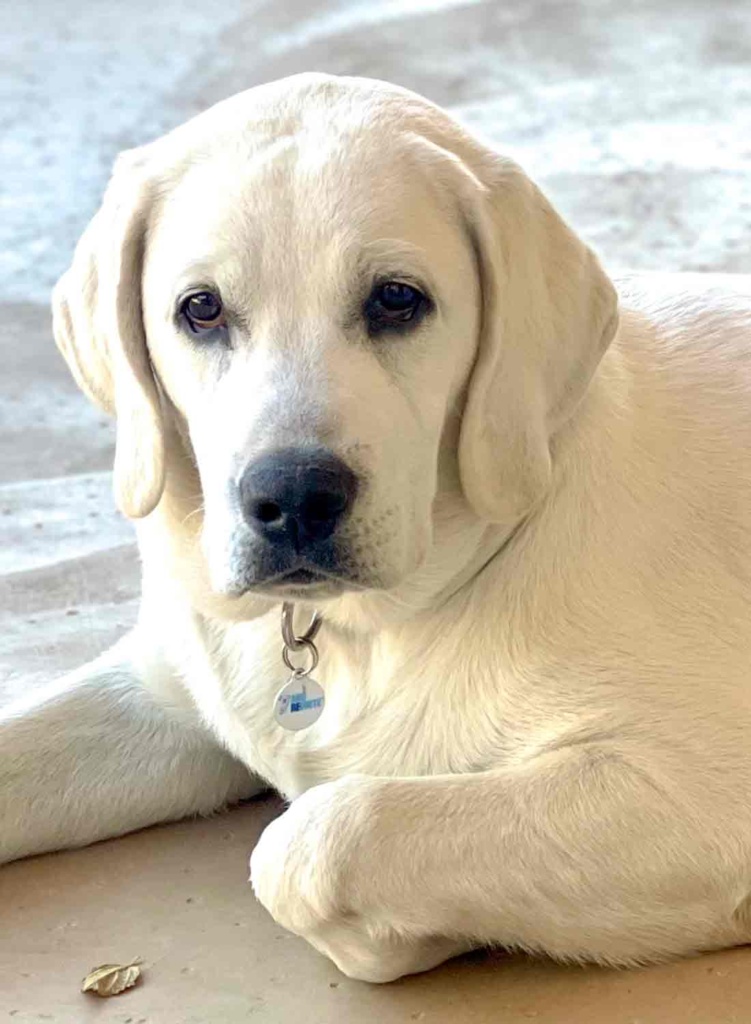 White English Lab 7 months