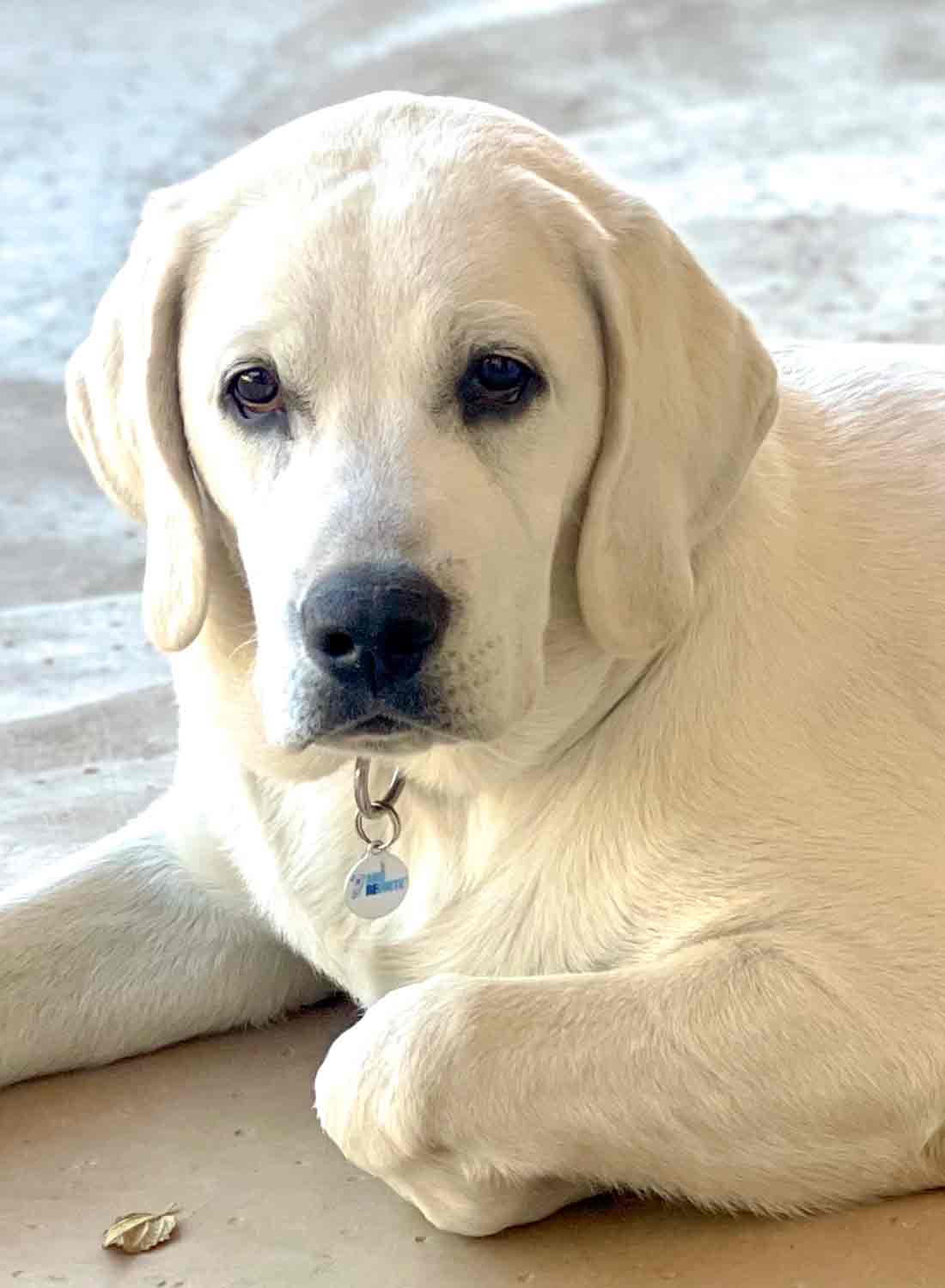 White English Lab 7 months