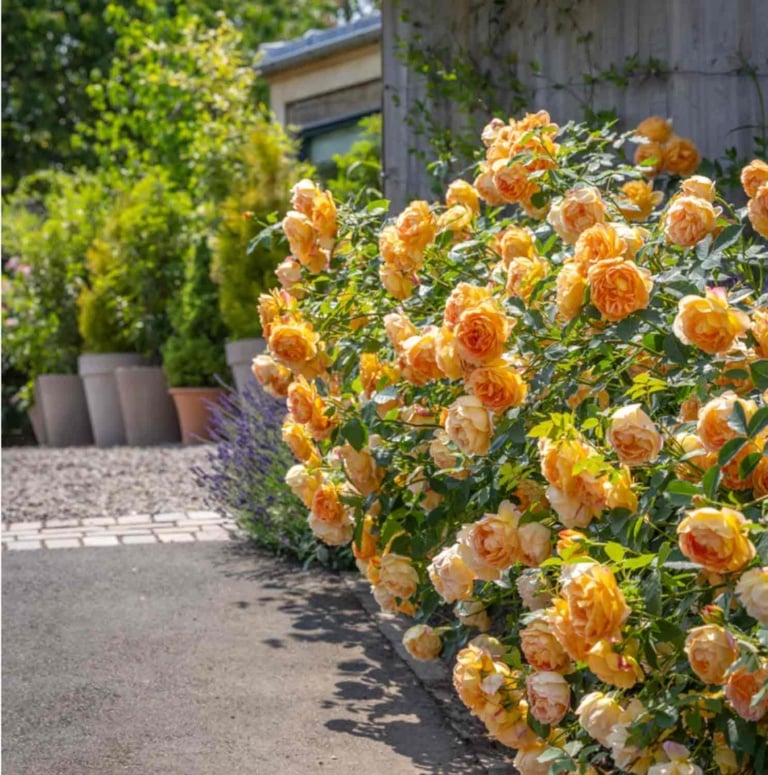 Lady of Shallot Rose David Austin Website