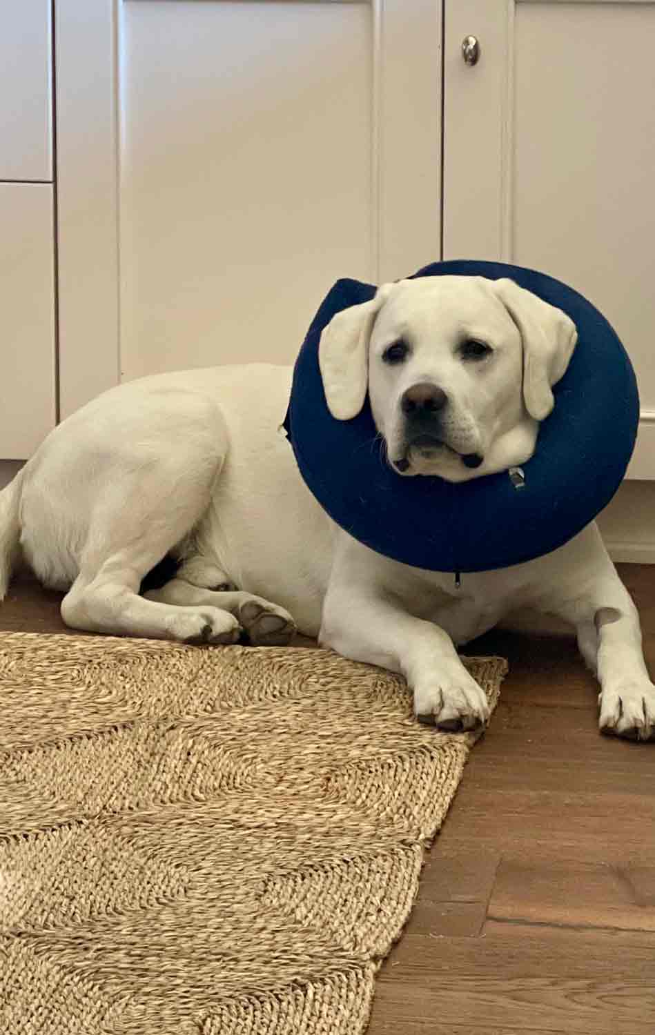 Yellow Lab with Inflatable collar Scouty