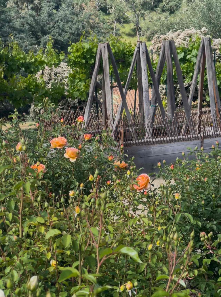 Tomato bed with willow Edging