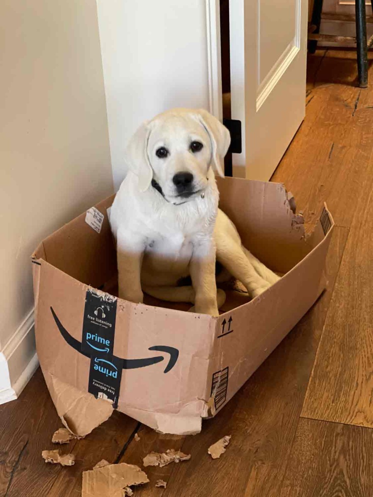 Yellow Lab Scout in a box