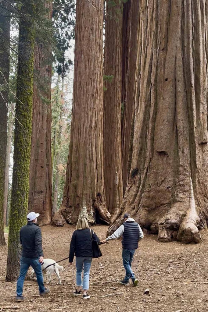 Sequoia National Park Pictures