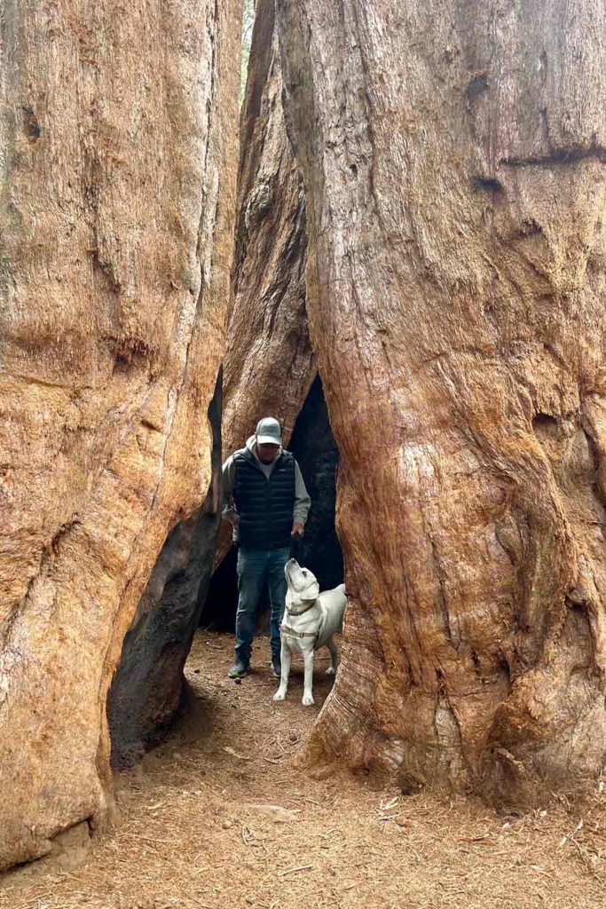 Sequoia National Park Scouty and Steve