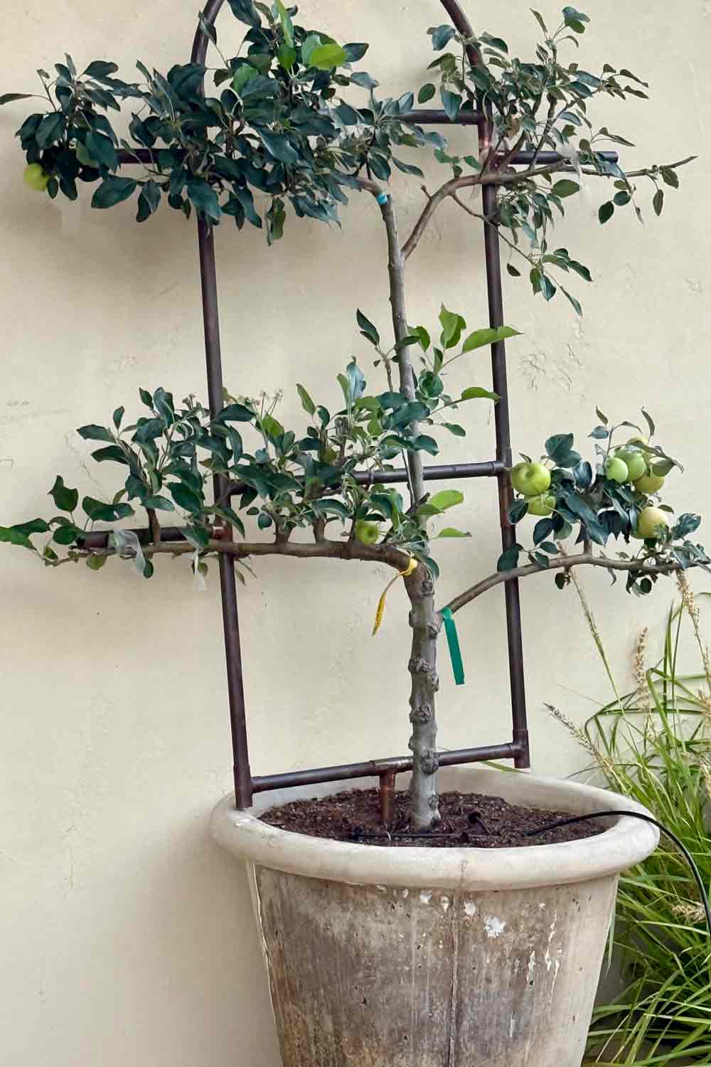 Espalliered Apple Tree in Pot