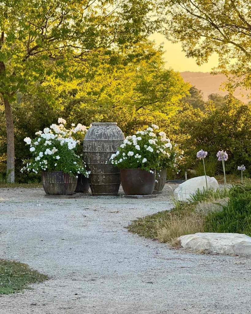 Fountain Area with Pots of Roses-Cindy Hattersley