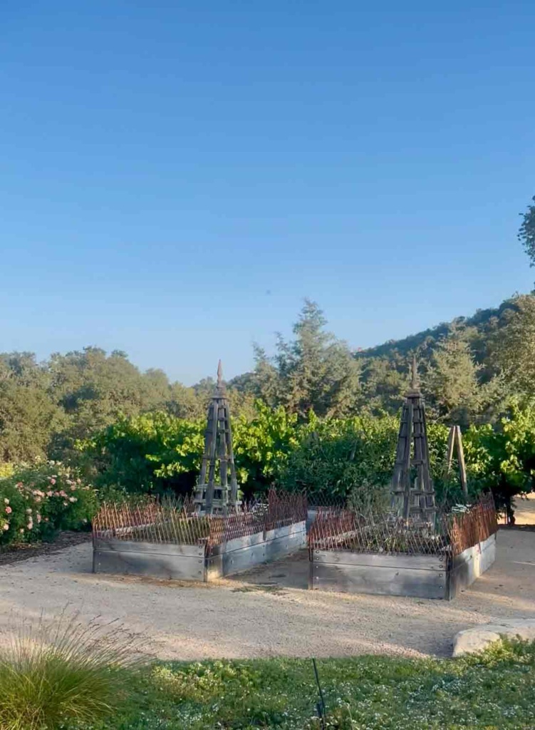 Garden besds and Grapevines