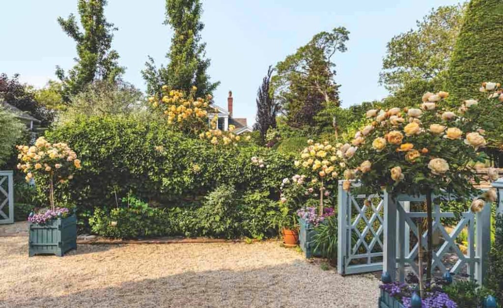 Marshall Watson Hamptons Garden roses