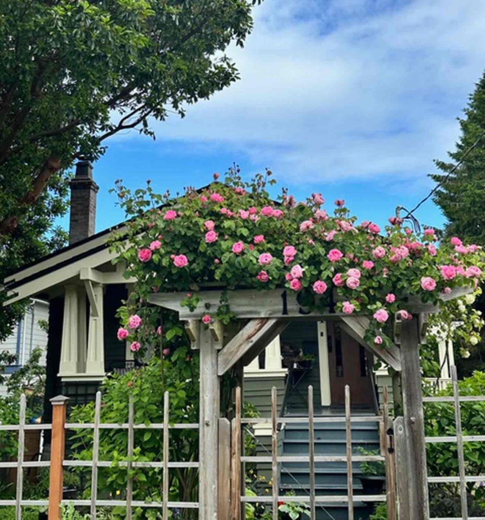 Climbing Rose Arbor Leslie Ann Lord Canada