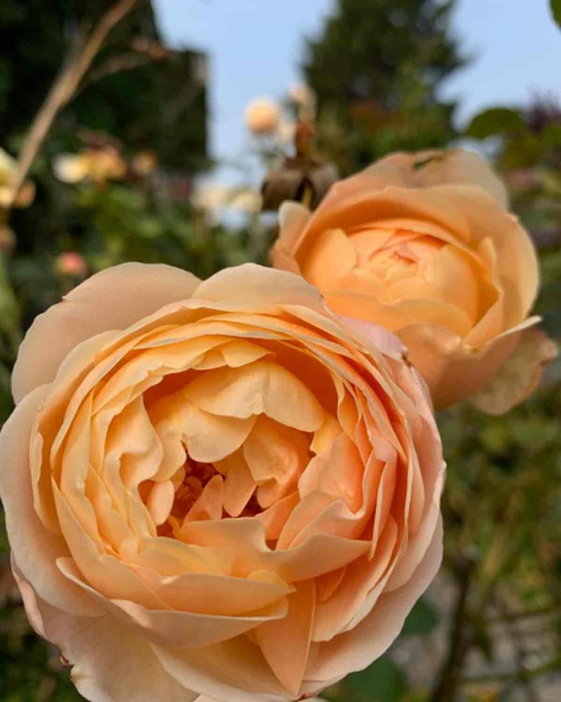 David Austin Rose