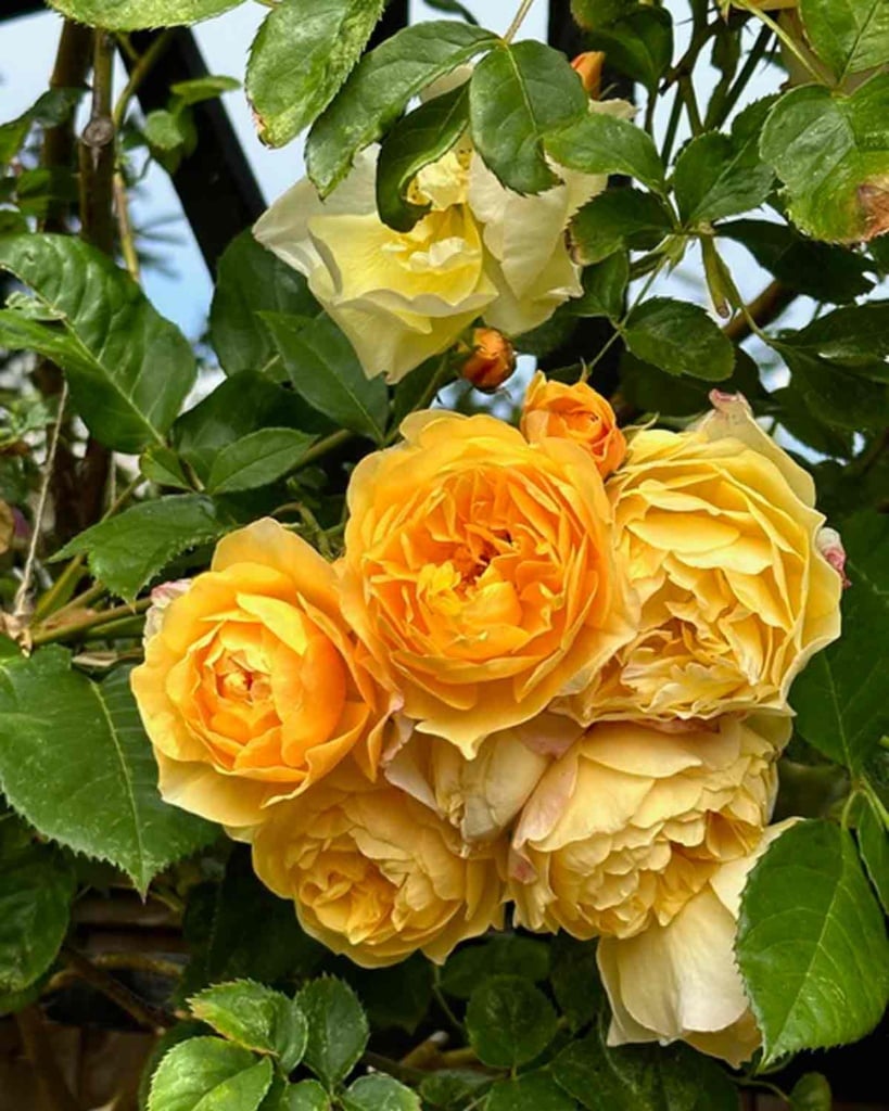 David Austin Golden Celebration Rose