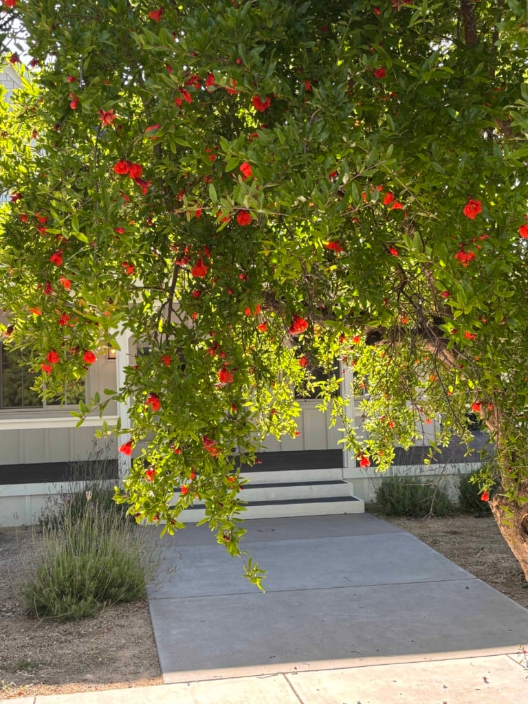 Grace and Rose Pomegranate Tree
