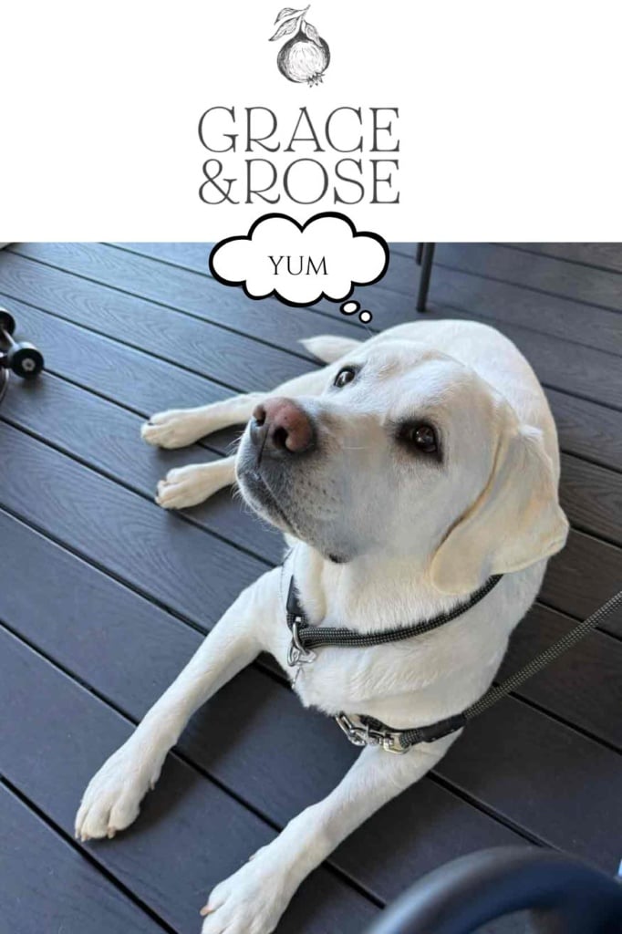 Scout at Grace and Rose